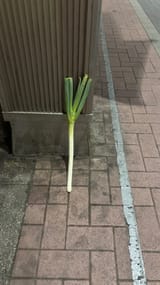 991865229103