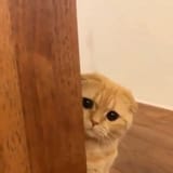 shy