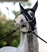gs