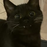1686257247396591