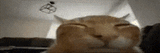 cat-cat-explosion