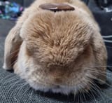 llittleman hat.jfif