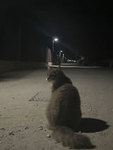 Meow