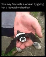 batatpalm