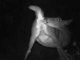 Oh deer