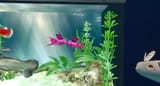 Pleasure fish