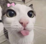 shb