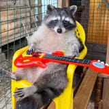 raccoon1718058875776371