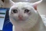 despair_cat