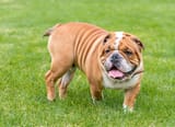 blog-breed-bulldog_pvbswXQ.max-1000x1000.format-webp