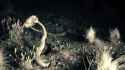 kick the snakes-[sound=files.catbox.moe%2Fml3v09.ogg]_thumb.jpg