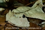 Bitis-gabonica-03000033327_01