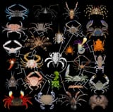 image-01_diversity-of-crab-forms