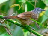 brown tit-babbler