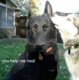 dog
