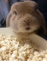 LittlemanPobcorn1