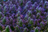 purple_cannabis-1024x683
