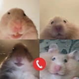 hamha zoom call