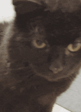 cat-licking
