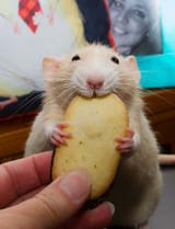 funny-rat-pictures-j8hsxsc10z6kak2b