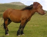 Horse dog