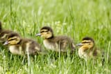 duckies