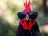 Big Black Cock