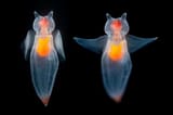 sea-angels-tr20-0137-composite