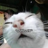 sniffa