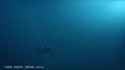 baby megalodon vs sea turtle_thumb.jpg