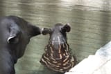 GvyejWtbAAAyToa