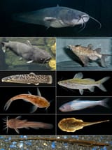 960px-Siluriformes