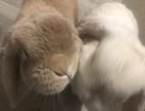 Littleman Kiss.jfif