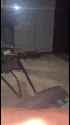 [sound=files.catbox.moe%2F2dh1ay.ogg]_thumb.jpg
