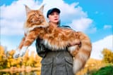 maine-coon-cat