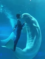 WhaleAbs