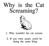 cat