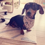 DAD (neckerchief) 