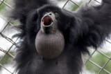 gibbon