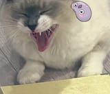 もぐもぐ