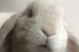 little lady kiss dent