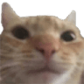weirdcat