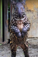 bipedal Gv-1MuaWEAAhTGf