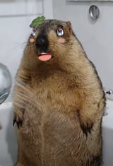 kikishower