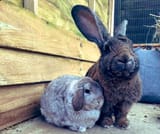 kiki and champ rabbit
