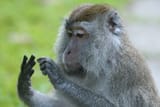 number monkey