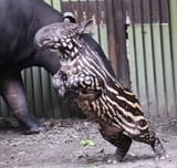 strong leap GwBS0NzaIAAYQVN