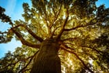 istockphoto-175396140-612x612-tall-oak-tree