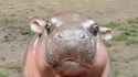 Moodeng[sound=files.catbox.moe%2F3zjqet.mp3]_thumb.jpg