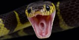 snekmouth